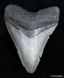Inch Megalodon Tooth #2820-1